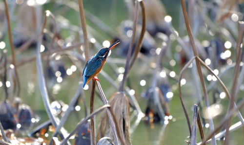 Close-up of a bird perching on a branch