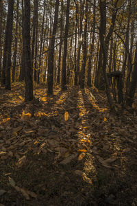 Trees in forest during autumn