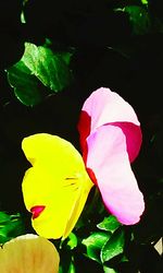 Close-up of multi colored flower