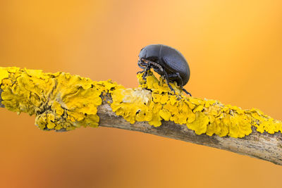 Close-up of insect on yellow flower