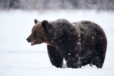 Bear standing on field during snowfall