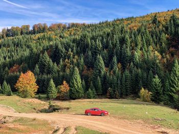 Car on dirt road amidst trees in forest