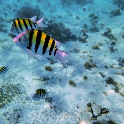 Fish swimming in sea