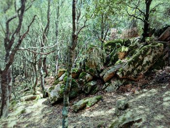 Trees in forest