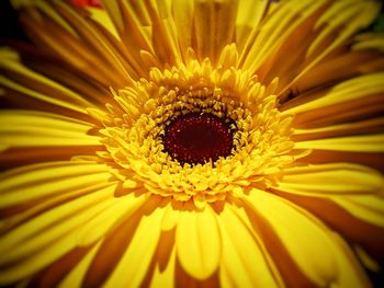 Close-up of yellow daisy flower