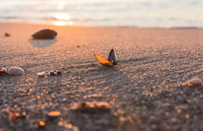 Close-up of shell on sand at beach against sky during sunset