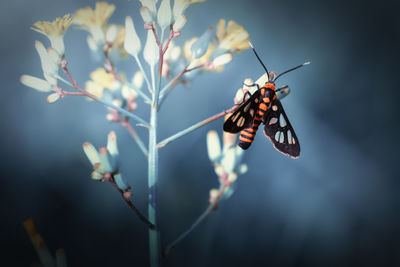 Close-up of butterfly pollinating flower