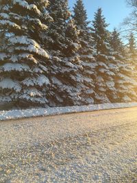 Trees in park