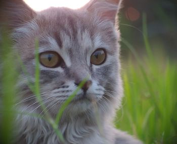 Close-up portrait of a cat