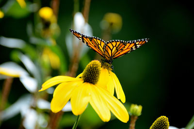 Close-up of butterfly pollinating on yellow flower