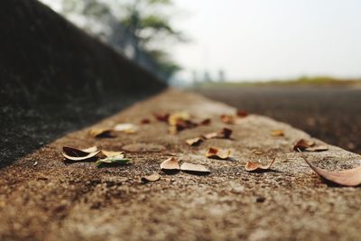 Surface level of dry leaves on road