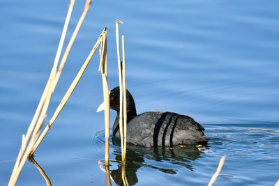 Coot swimming in lake