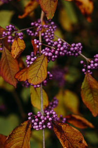 Close-up of purple flowering plant leaves