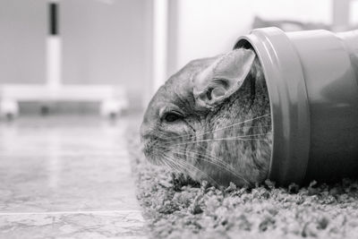 Close-up of a cat resting