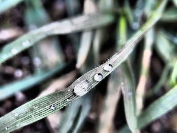 Close-up of plant against blurred background