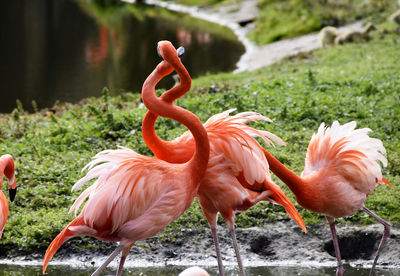 Flamingos in a field