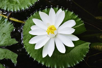 Close-up of white flowering plant