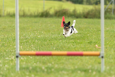 Dog running on field