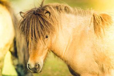 Close-up of a horse