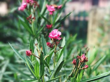 Close-up of pink flowers blooming outdoors