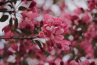 Close-up of pink cherry blossoms