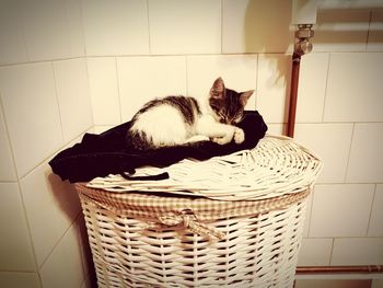 Cat sleeping in basket at home