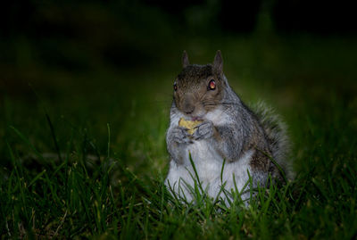 Squirrel on field