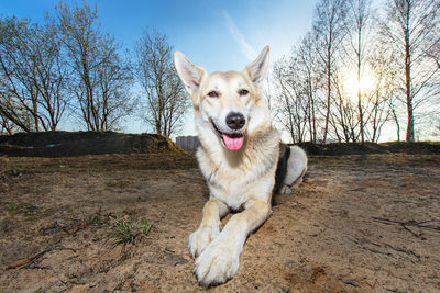 Portrait of dog sitting on field against sky