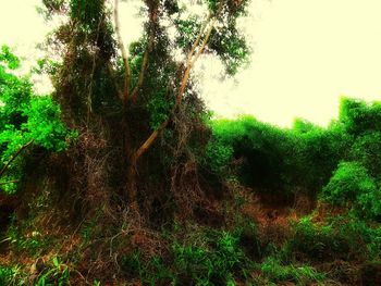 Trees growing in park