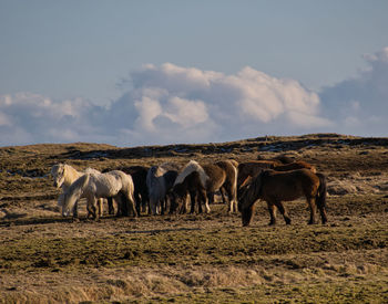 Horses in a field