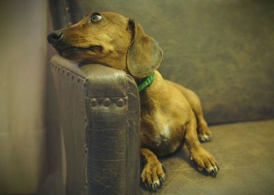 Close-up of dachshund resting on armchair