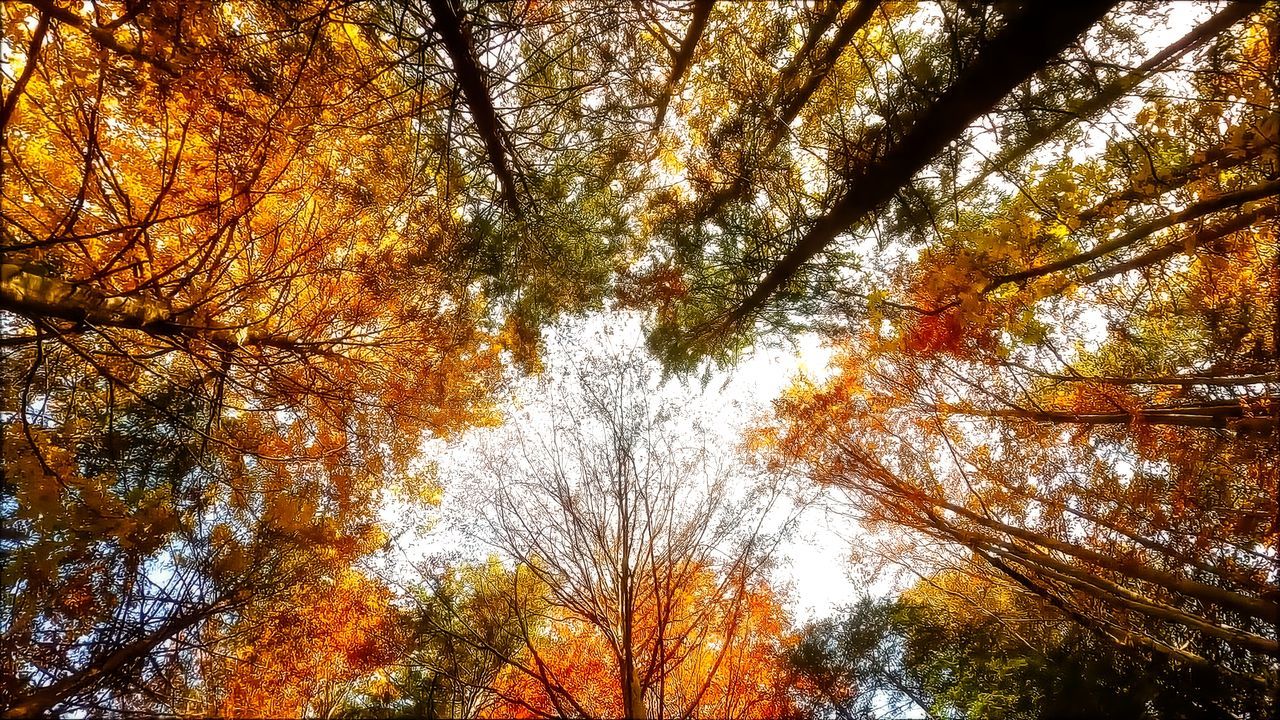 tree, plant, low angle view, beauty in nature, autumn, growth, tranquility, leaf, nature, branch, sunlight, no people, orange color, forest, sky, scenics - nature, day, land, tranquil scene, outdoors, woodland, tree trunk, tree canopy, trunk, idyllic, non-urban scene, plant part, natural environment, backgrounds