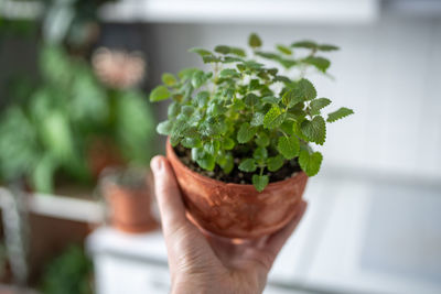 Close-up of hand holding potted plant