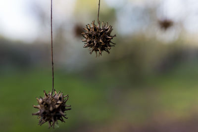 Close-up of wilted plant