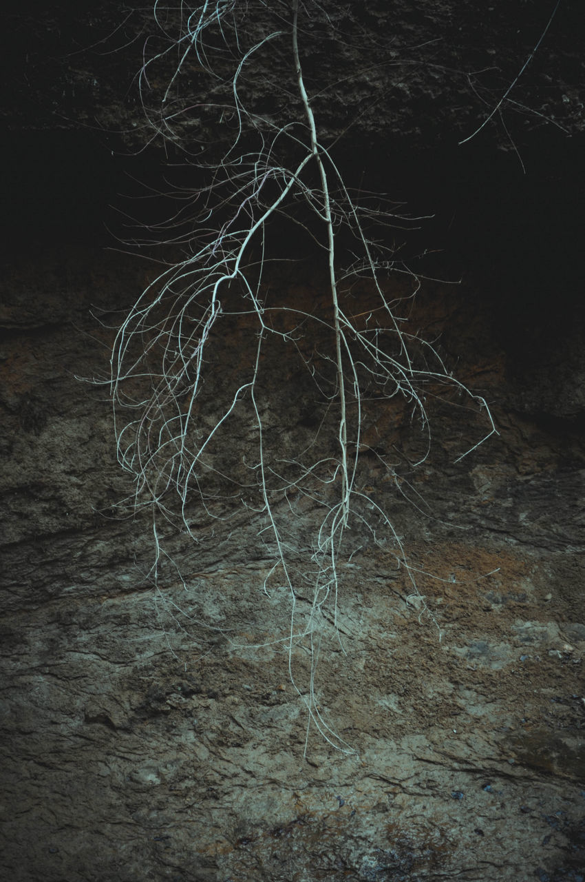 CLOSE-UP OF BARE TREE IN FOREST AT NIGHT