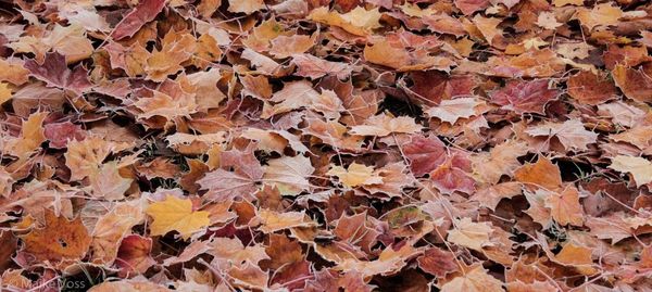 Full frame shot of autumn leaves