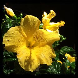 Close-up of yellow flowers