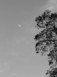 Low angle view of tree against sky