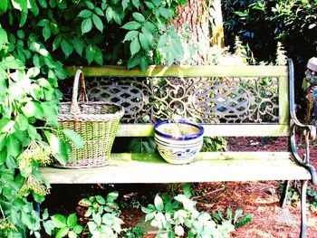 Potted plants in backyard