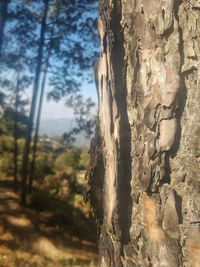 Close-up of tree trunk against rocks