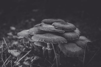 Close-up of mushrooms growing outdoors