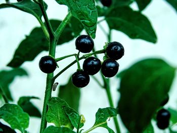 Close-up of berries growing on plant