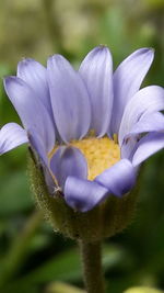 Close-up of flower blooming outdoors