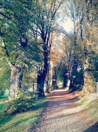 Dirt road passing through forest