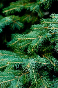 Close-up of pine tree