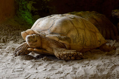 Close-up of a turtle