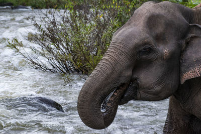 Close-up of elephant in river