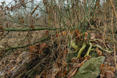 Close-up of plants in forest