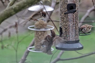 Close-up of sparrows perching on feeder