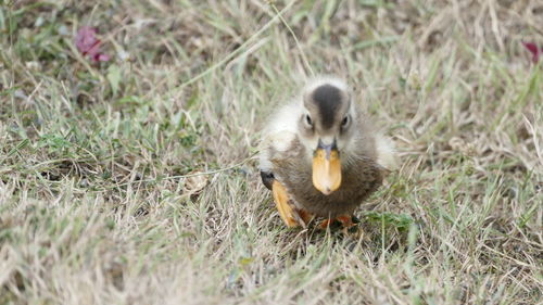 Close-up of duck on field